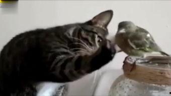 国产猫可爱视频,国产猫咪可爱视频大盘点