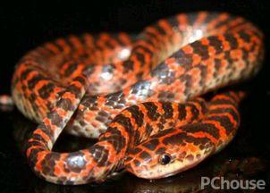 国产水蛇怎么养殖的视频,视频教程揭秘